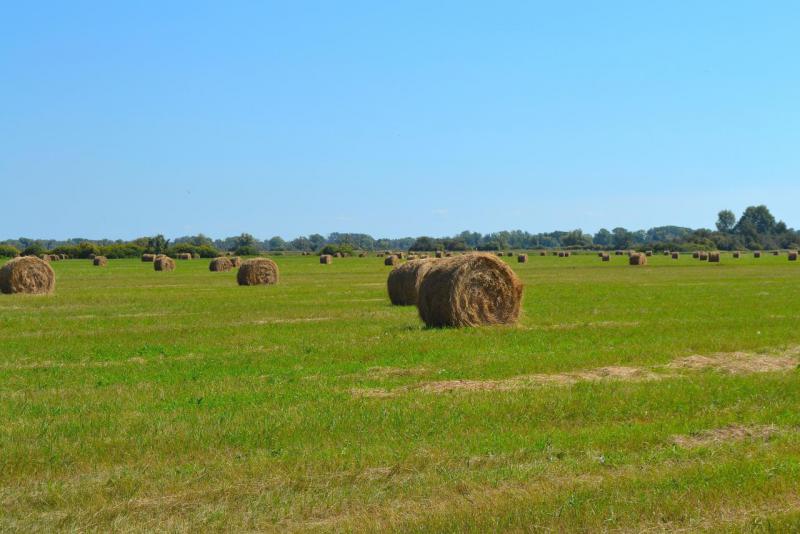 Прикрепленное изображение: DSC_0085.JPG