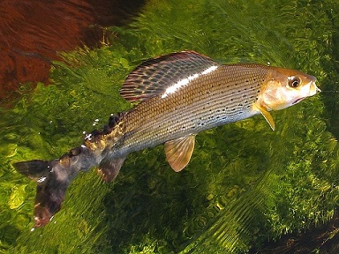 grayling in-the-grass-pic.jpg