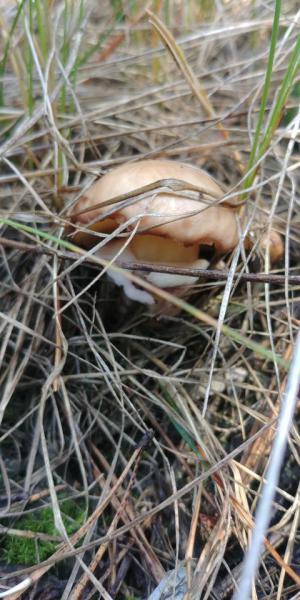 Прикрепленное изображение: 20190831_120955_HDR.jpg