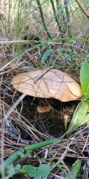 Прикрепленное изображение: 20190831_120918_HDR.jpg