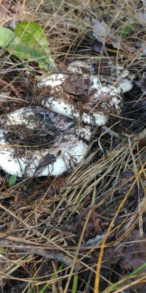 Прикрепленное изображение: 20190831_121831_HDR.jpg