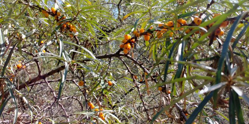 Прикрепленное изображение: 20190831_123744_HDR.jpg