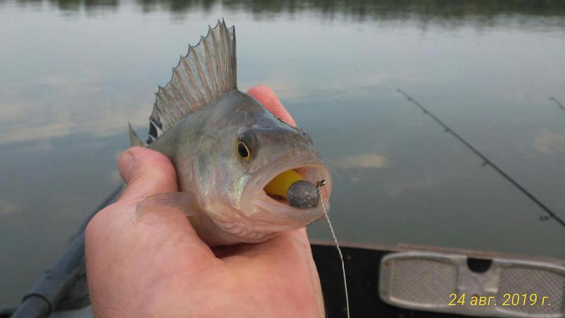 Прикрепленное изображение: P_20190824_190020_p.jpg