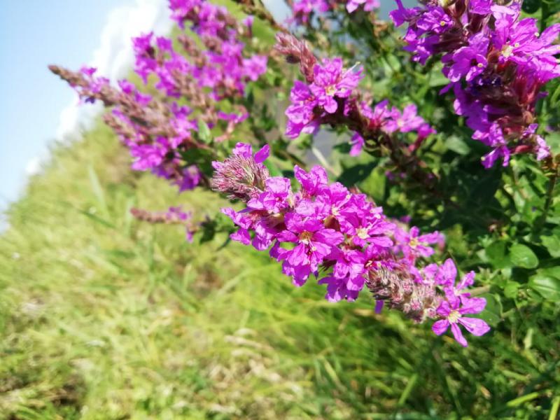 WhatsApp Image 2019-08-12 at 12.33.33.jpeg