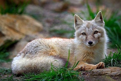 корсак.jpg