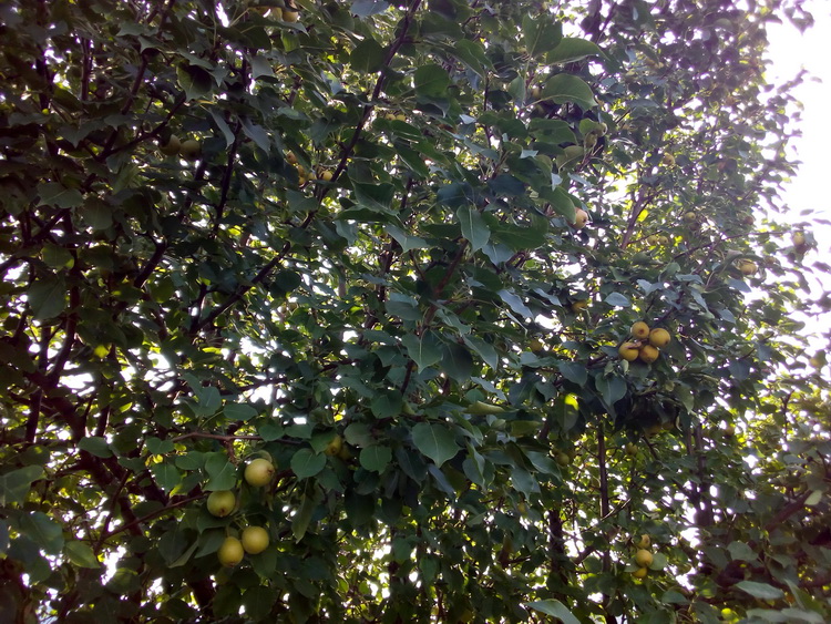 IMG_20200806_091634.jpg
