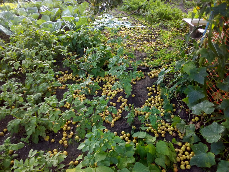 IMG_20200805_072206.jpg