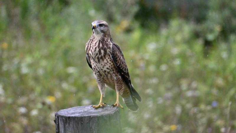 DSC_4654.JPG
