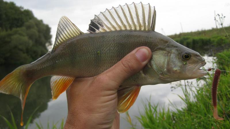 Прикрепленное изображение