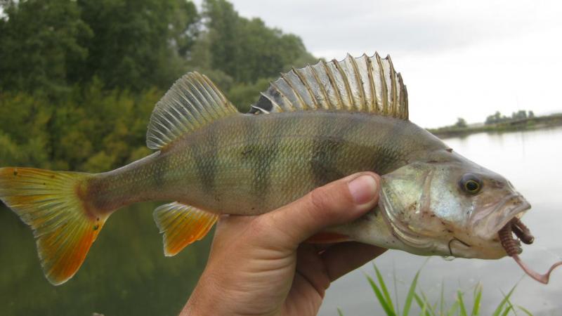 Прикрепленное изображение