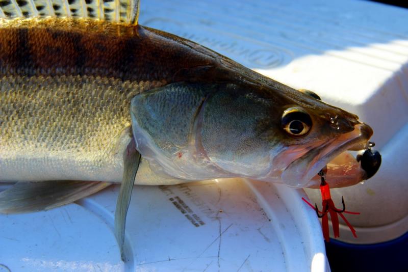 Прикрепленное изображение