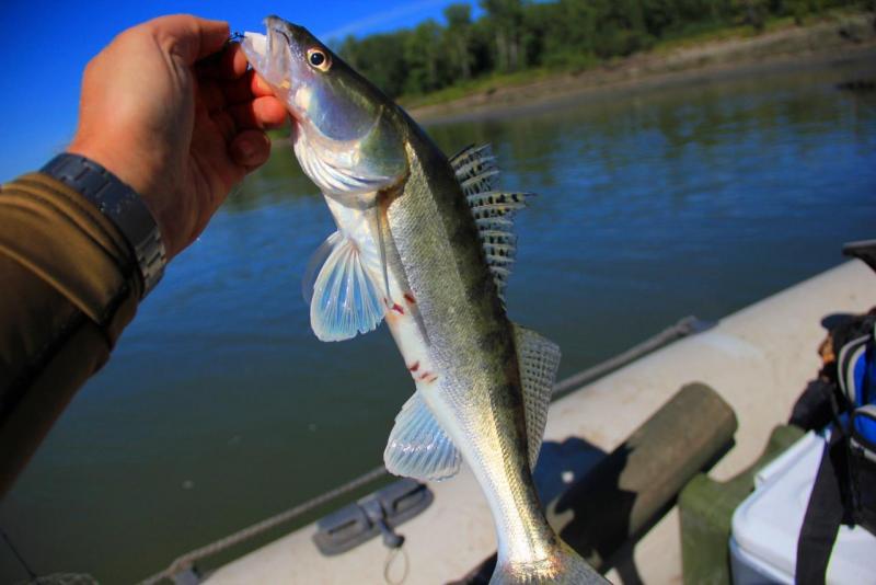 Прикрепленное изображение