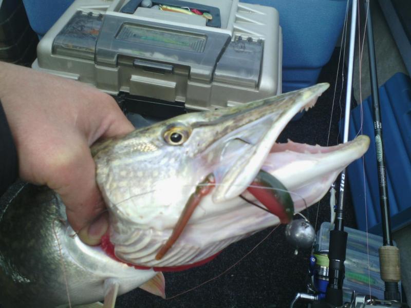 Прикрепленное изображение