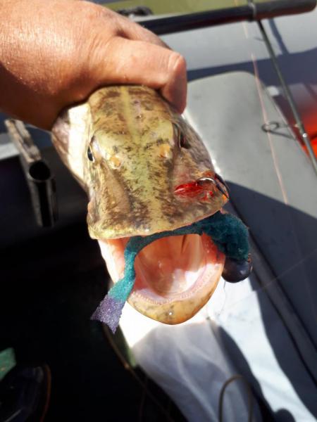 Прикрепленное изображение