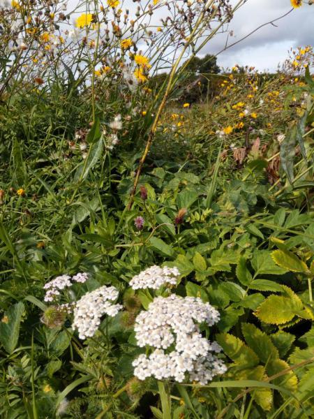 Прикрепленное изображение: IMG_20180909_113452.jpg