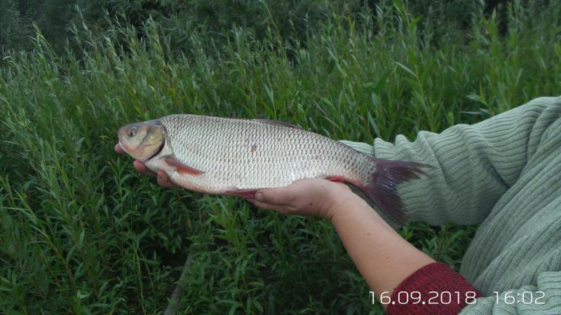 Прикрепленное изображение: 20180916_160251.jpg
