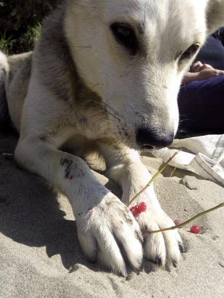 Прикрепленное изображение