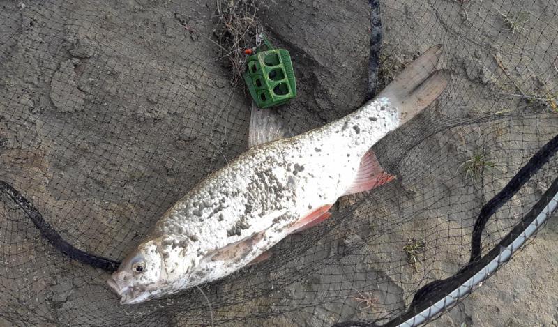 Прикрепленное изображение