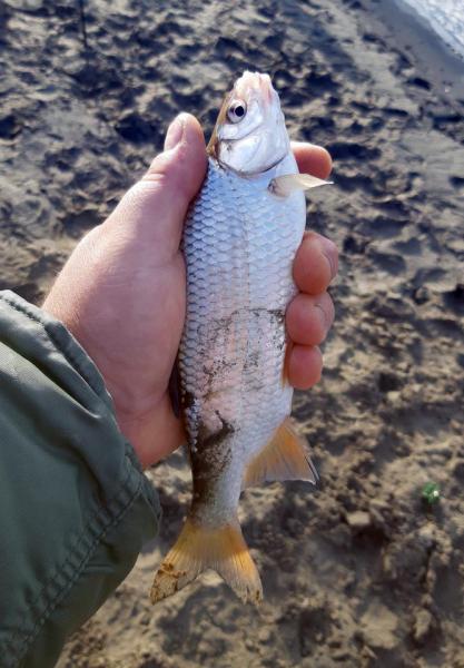 Прикрепленное изображение