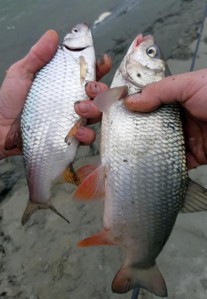 Прикрепленное изображение