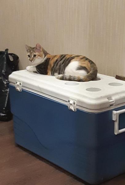 Прикрепленное изображение