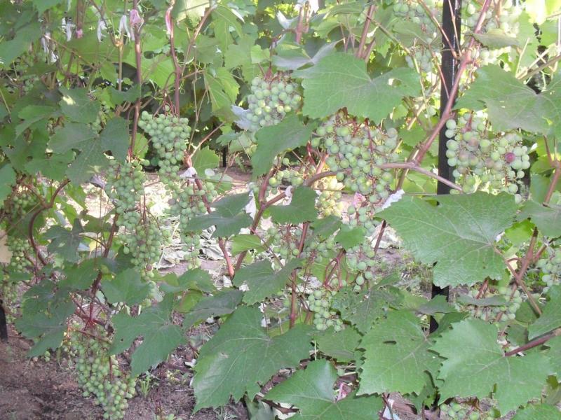 SDC13290.JPG