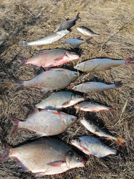 Прикрепленное изображение