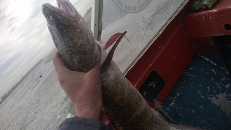 Прикрепленное изображение