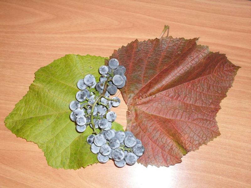 SDC11819.JPG