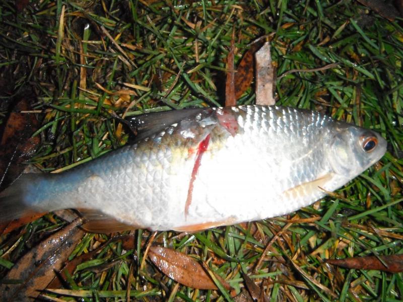 DSCF3527.JPG