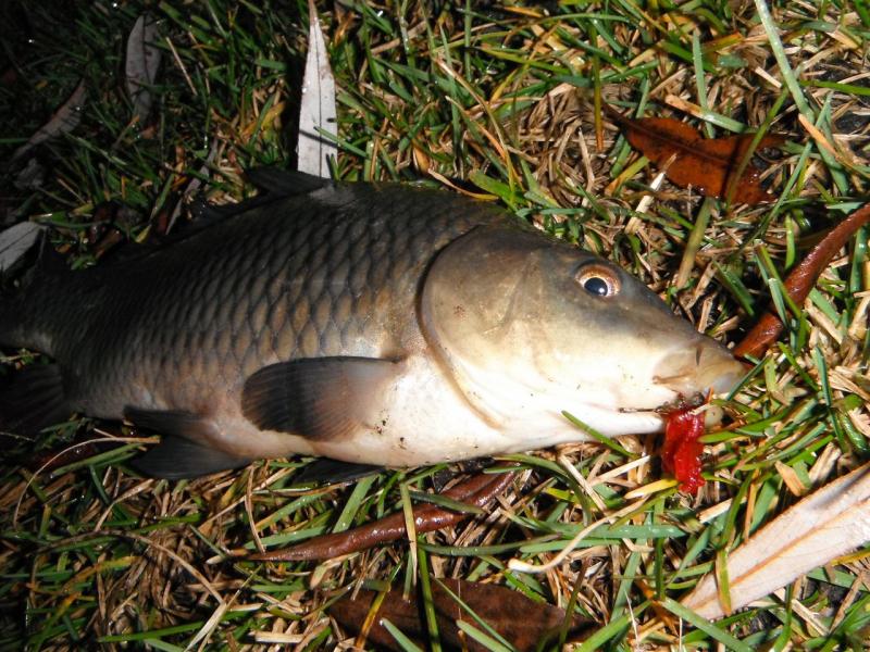 DSCF3528.JPG