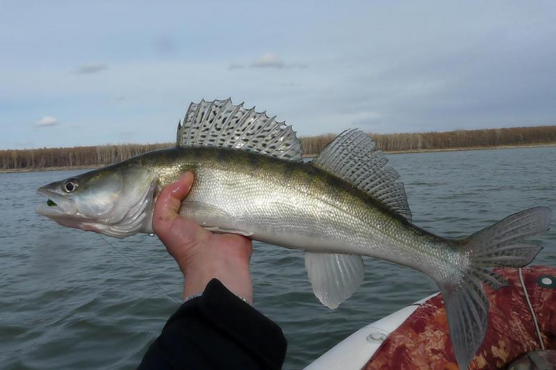 Прикрепленное изображение