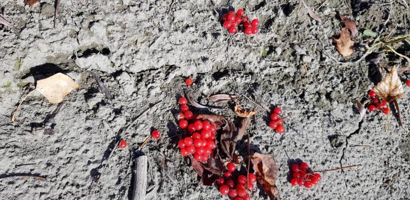 Прикрепленное изображение