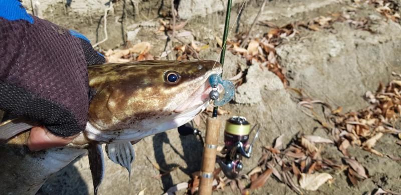 Прикрепленное изображение