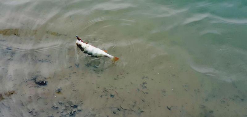 Прикрепленное изображение