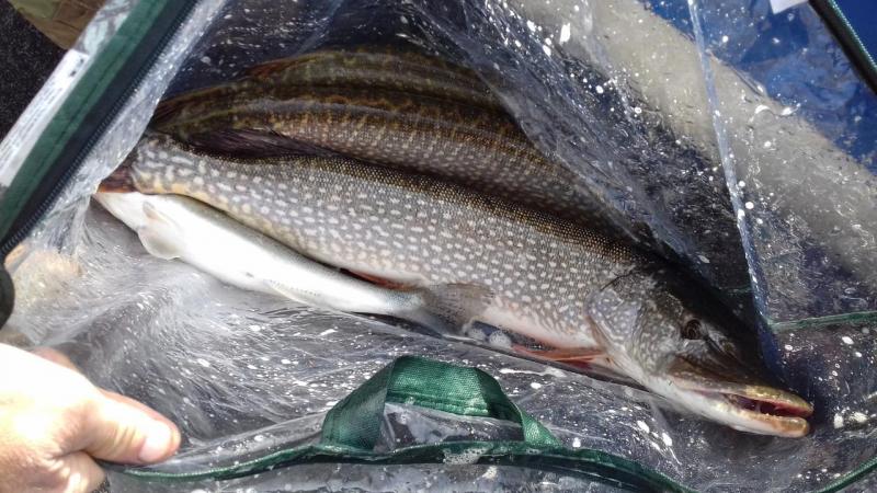 Прикрепленное изображение