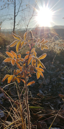 Прикрепленное изображение: 20211015_090527_HDR.jpg