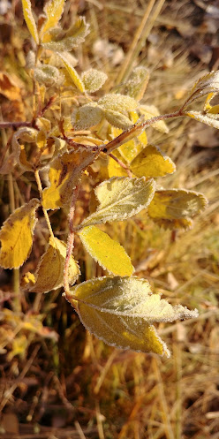 Прикрепленное изображение: 20211015_090517_HDR.jpg