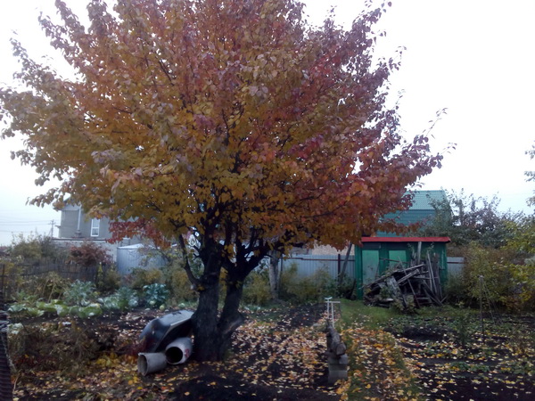 IMG_20211014_095205.jpg
