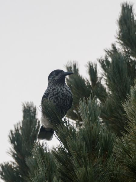 DSC_0940.jpg