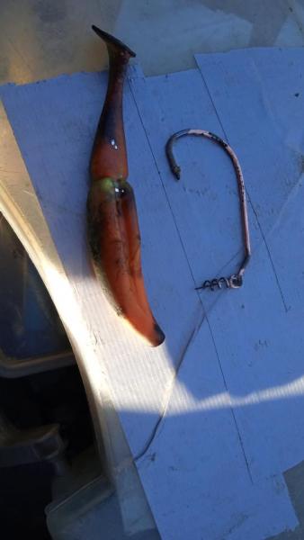 IMG-20251001-WA0030.jpeg
