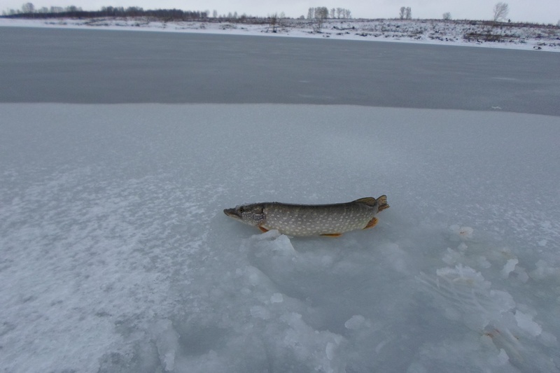 Прикрепленное изображение