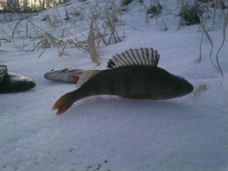 Прикрепленное изображение