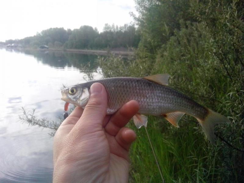 Прикрепленное изображение