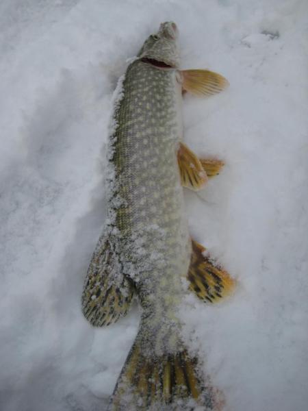 Прикрепленное изображение: IMG_7321.JPG