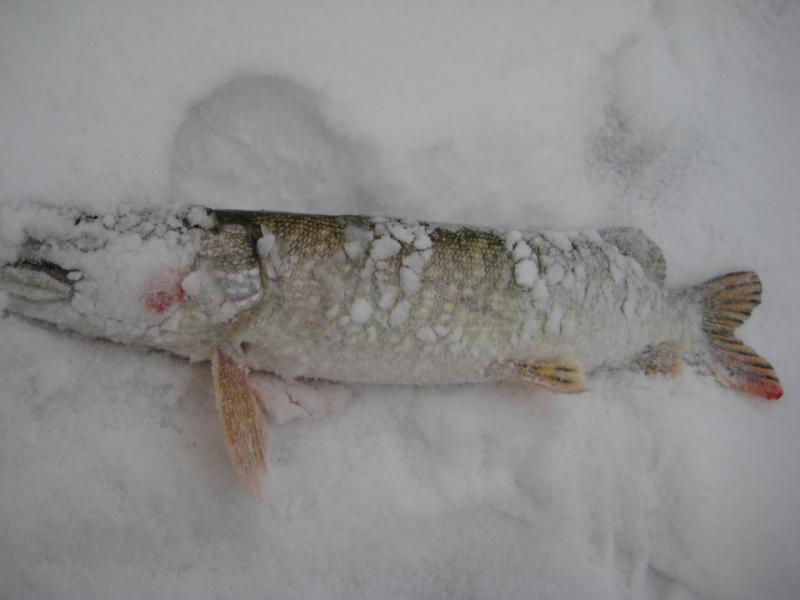 Прикрепленное изображение: IMG_7261.JPG