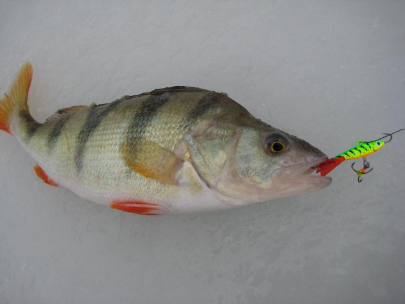 Прикрепленное изображение: IMG_7259.JPG