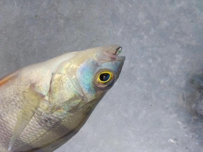 Прикрепленное изображение