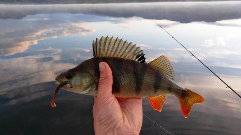 Прикрепленное изображение