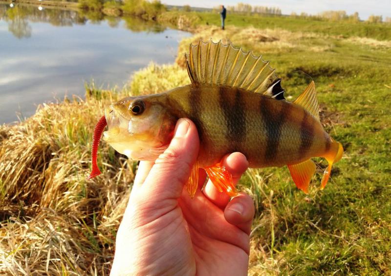 Прикрепленное изображение